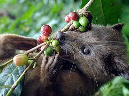 World Most Expensive Coffee Make from Civet's Poop